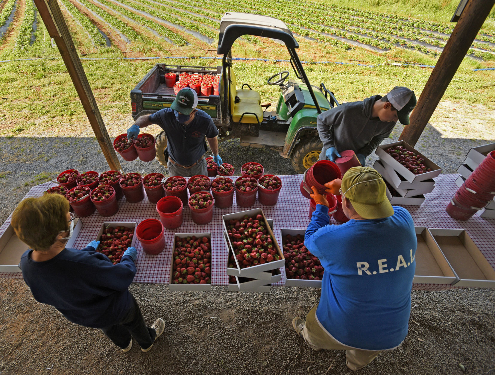 Country Roads Strawberries